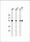 p53 Antibody (S315)